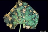 Gummy stem blight (Didymella byroniae) on a cucumber