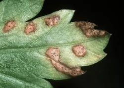 Parsley Septoria petroselini