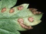 Septoria leaf spot of parsley