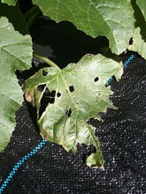 Courgette Slug Damage.jpg (58 KB) courgette