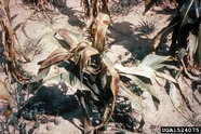 Corn Corn stunt disease Spiroplasma kunkelii.jpg (386 KB) Corn stunt disease