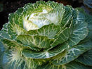 Winter cabbage