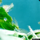 An aphid on a pea leaf