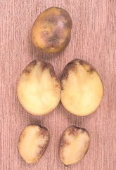 Potato Blight effects on a Doré tuber