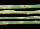 Chives Rust Puccinia allii.jpg (7 KB) Chives (Puccinia allii)
