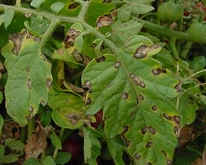 Septoria leaf spot