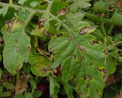 Tomato Septoria Leaf Spot