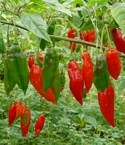 Chilli Habanero lantern
