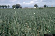 Onion Bolting