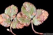 Hemlock needle rust Pucciniastrum vaccinii.jpg (225 KB) Hemlock needle rust on blueberry