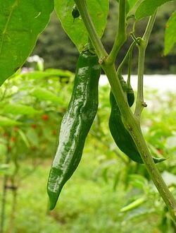 Chilli Aji rojo