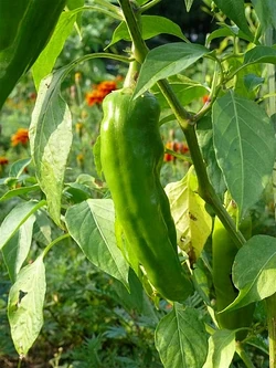 Chilli NuMex big jim