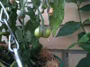 Tomato Fasciation