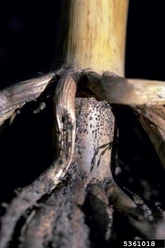 Corn Pink root of onion Phoma terrestris.jpg (43 KB) Pink root of onion