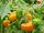 Capsicum chinense 'Orange plum'