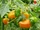Capsicum chinense 'Orange plum'