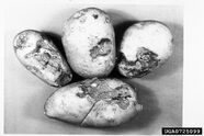 Potato Gangrene