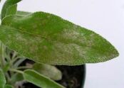 Powdery mildew (Erysiphe biocellata) on sage