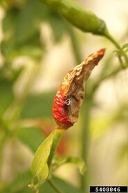 Sweet pepper Anthracnose Colletotrichum dematium