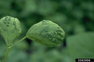 French bean (Bean common mosaic virus)