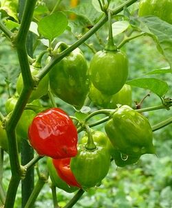 Capsicum Chinense Red Savina Wikigardener Fandom