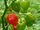 Capsicum chinense 'Red savina'