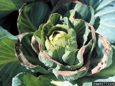 Cabbage Calcium Deficiency