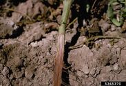 Fusarium wilt