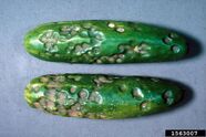 Anthracnose on cucumbers