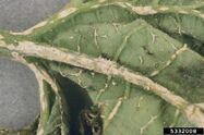 Plectosporium blight on a pumpkin