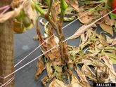 Phytophthora blight