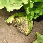 Plant with medium sized patches of coalesced lesions.