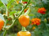 Capsicum annuum 'Cheyenne'