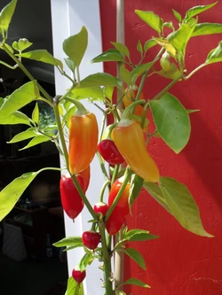 Chilli Wenks yellow