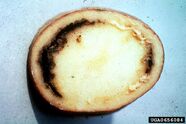 Potato Clavibacter michiganensis Ring Rot Tuber