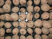 Potato chitting