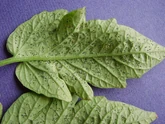 Tomato Cabbage Whitefly.jpg (288 KB) Eggs on a tomato leaf