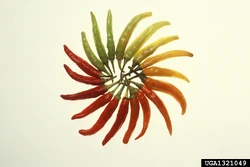 Chilli Charleston hot