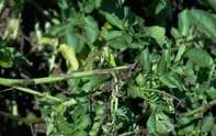 Late Potato Blight.jpg (588 KB) A potato plant showing late blight