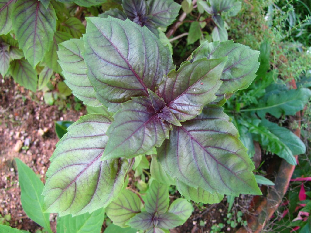 Purple ruffles basil WikiGardener Fandom