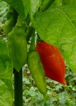 Chilli Trinidad seasoning red