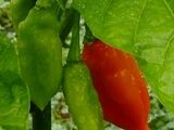 Capsicum chinense 'Trinidad seasoning'