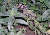 Verticillium wilt (Verticillium dahliae) on mint