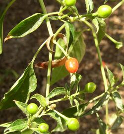 Capsicum annuum 'Chiltepin', WikiGardener