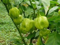 Chilli Safi scotch bonnet