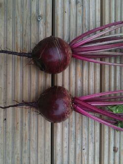 Beetroot Boltardy