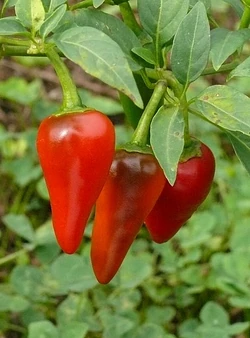 Chilli Giant thai