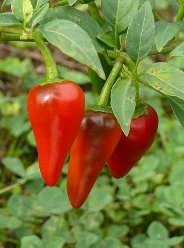 Thai Hot Chili Pepper (Capsicum annuum)