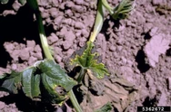 Bacterial wilt (Erwinia tracheiphila) on a courgette