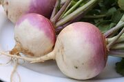 800px-Turnip 2622027.jpg